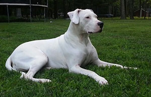 Dogo Argentino