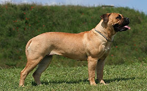 bullmastiff