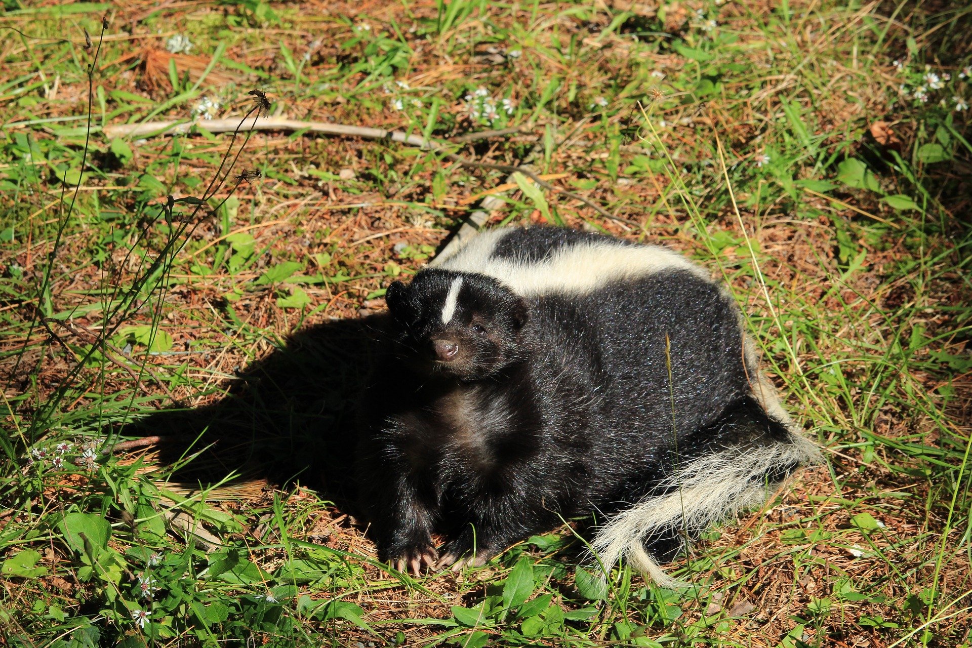 how-to-get-rid-of-skunk-smell-on-dogs