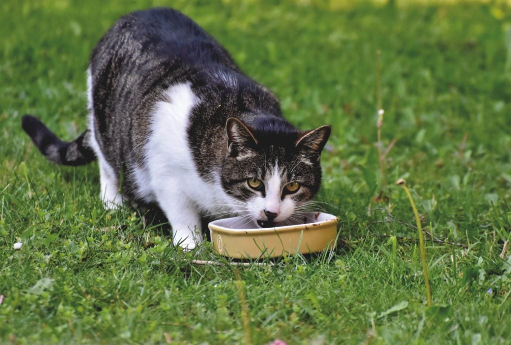 best food for finicky cats