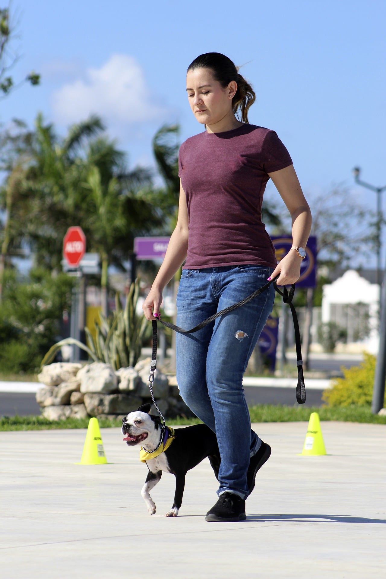 How to Teach Older Dog Basic Commands