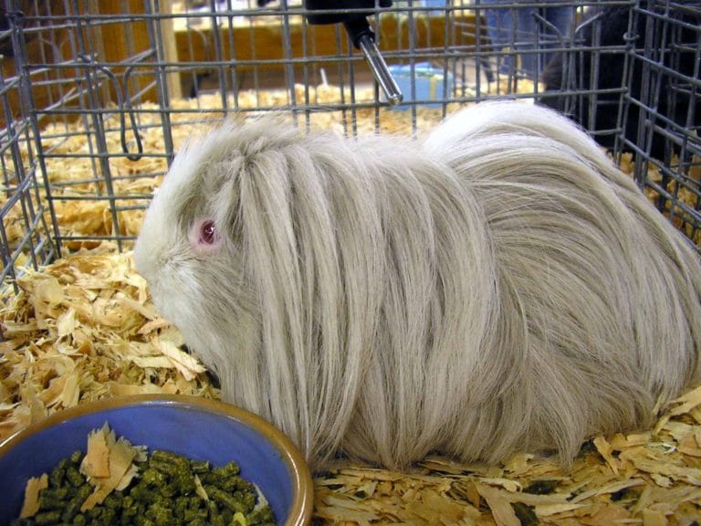 Top 5 Guinea Pigs with the Wildest Hair