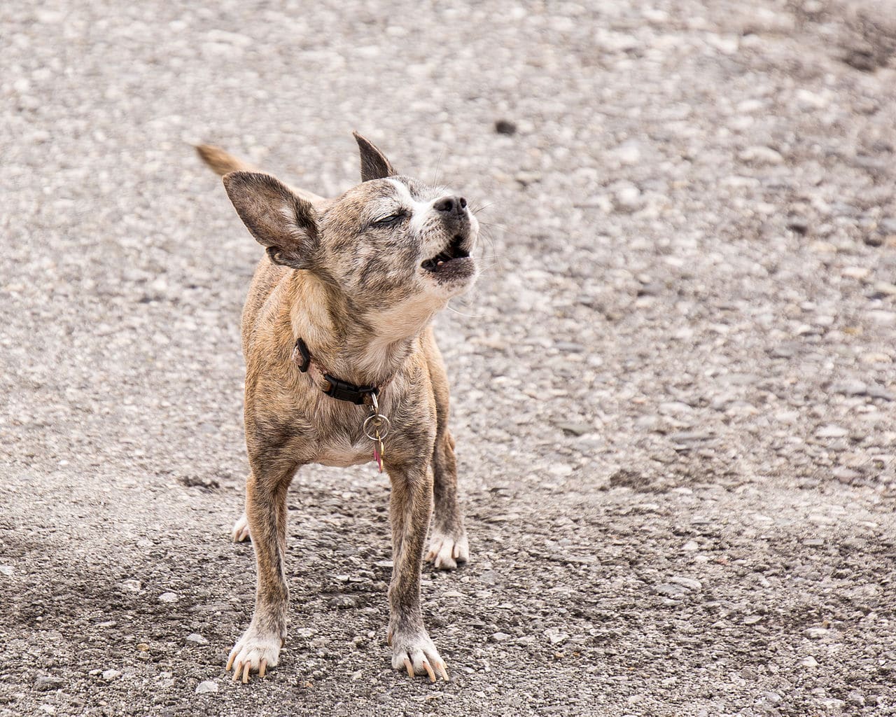 what-does-your-dog-s-bark-mean