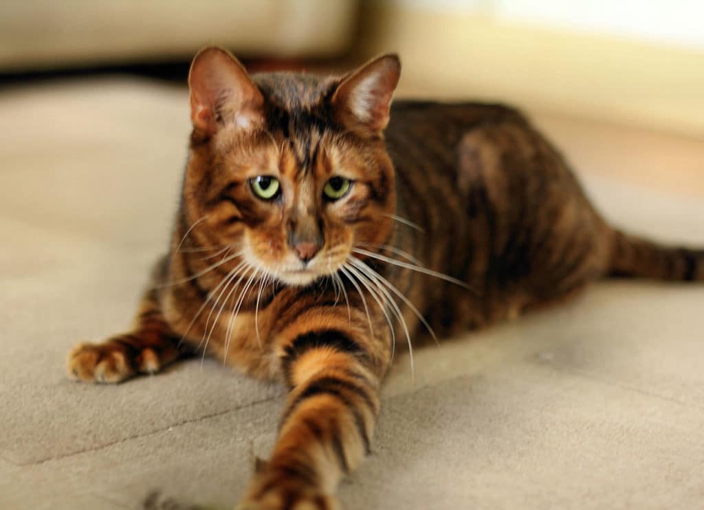 The Most Beautiful Cat Breeds