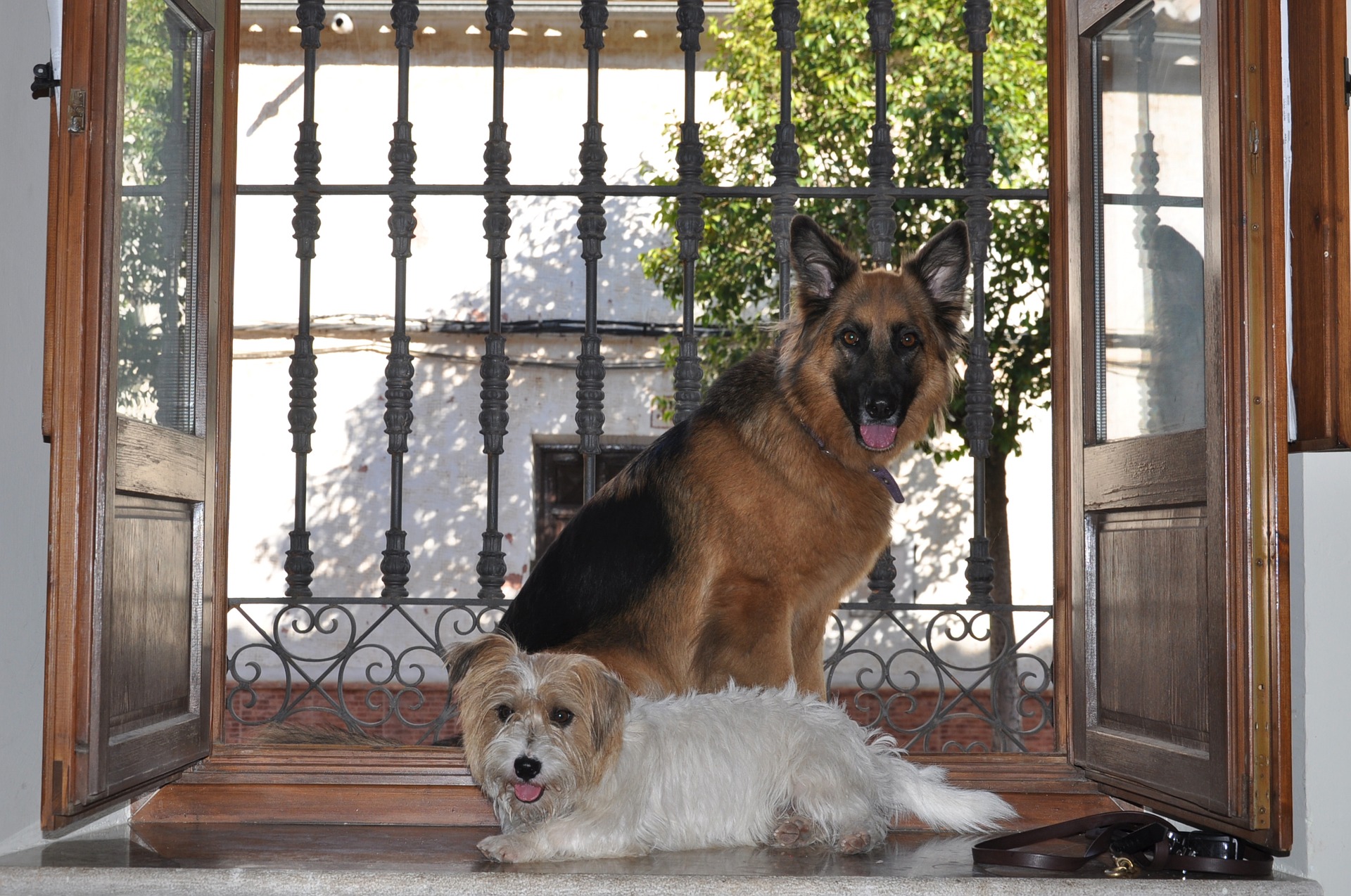 Can Dogs Open Doors?