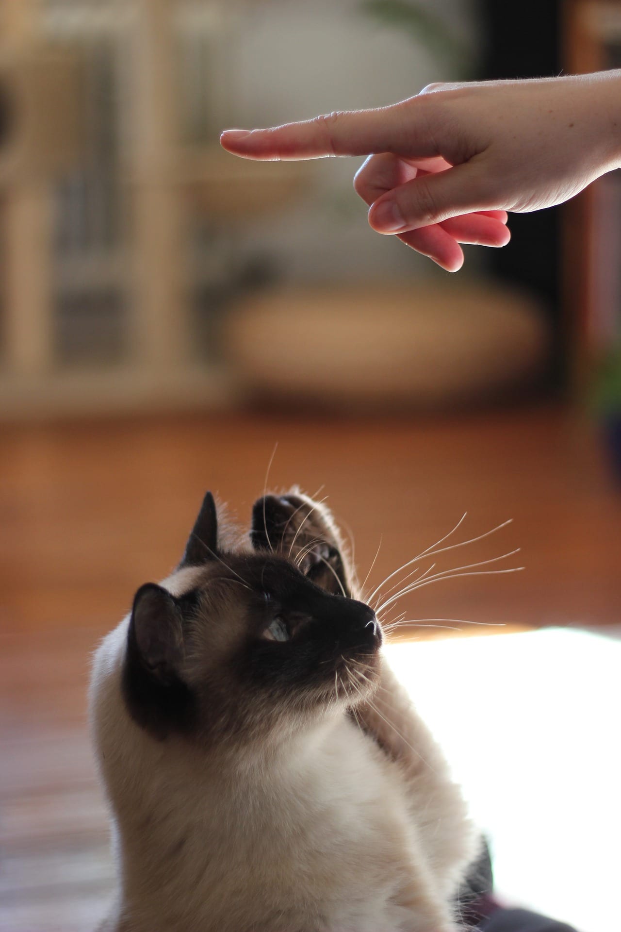 How to Teach Cats to Do Tricks