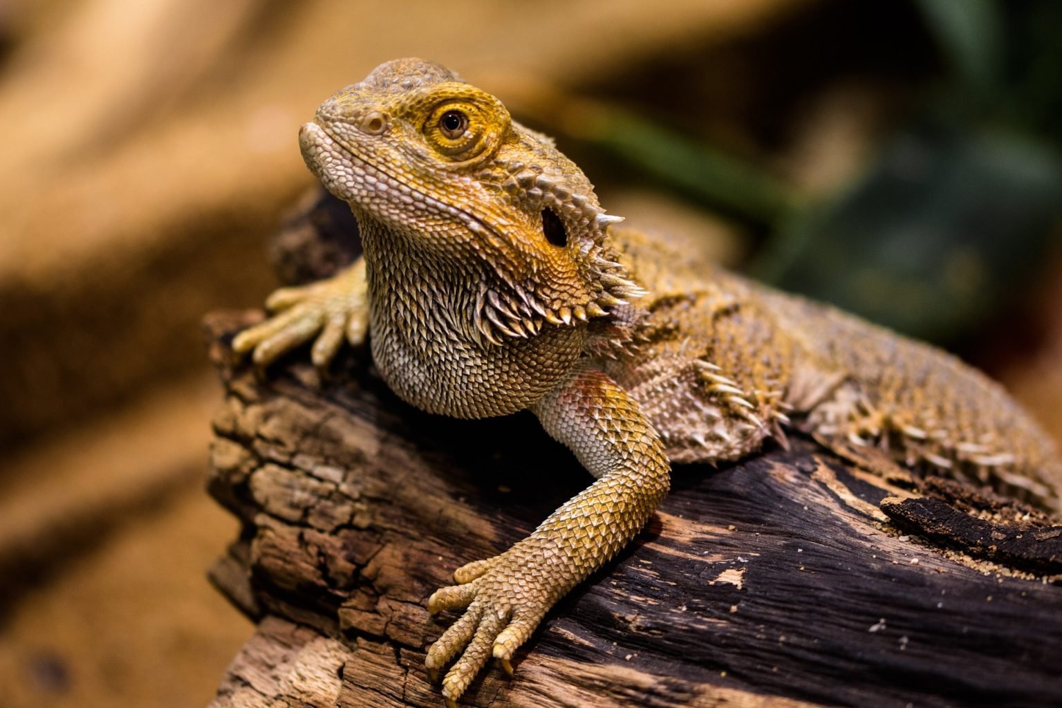 the-most-popular-exotic-pets