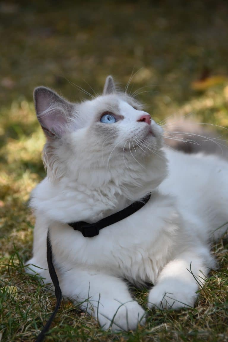 Fun Facts about Ragdoll Cats