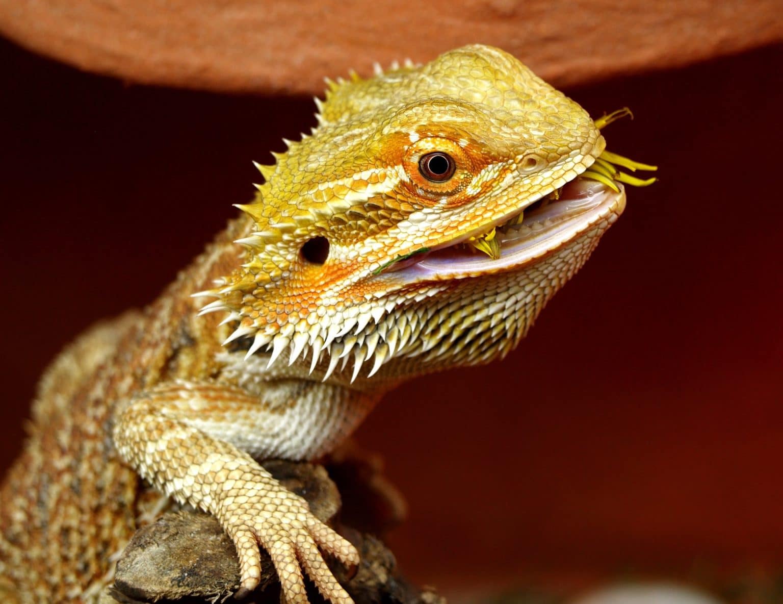 Things to Know About Bearded Dragons