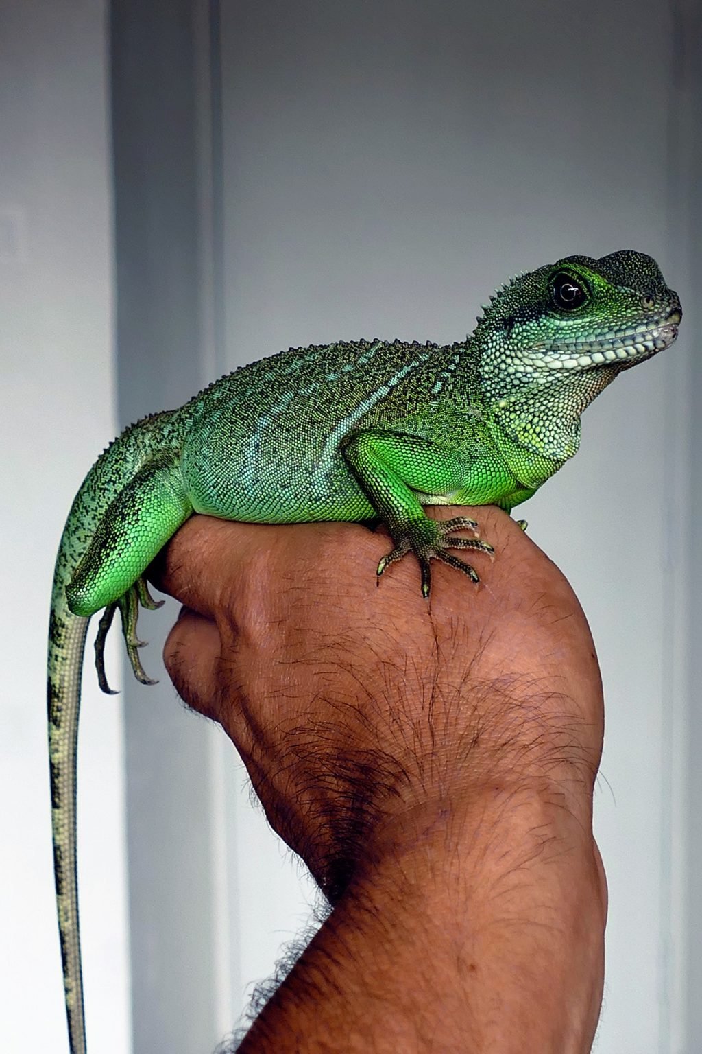 Why Get a Pet Lizard as First Pet