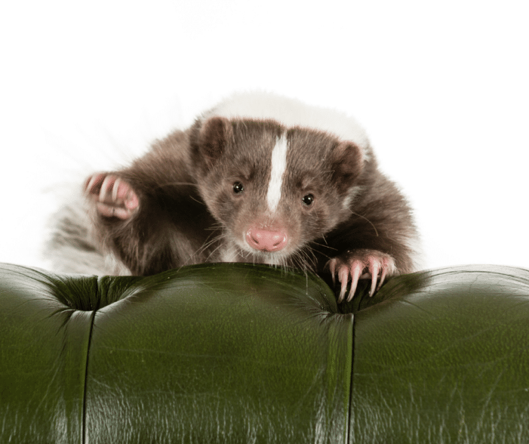 Do Skunks Make Good Pets
