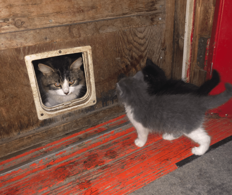 How to Train Your Cat to Use a Cat Door