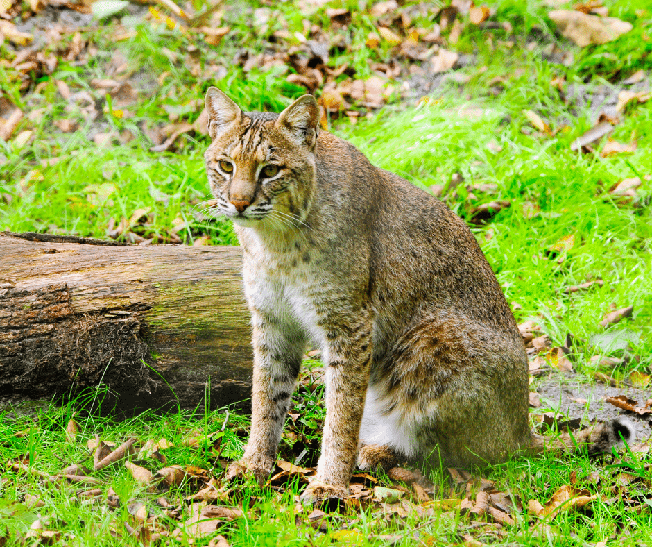 อันดับหนึ่ง 104+ ภาพพื้นหลัง แมว Bobcat ราคา ใหม่ที่สุด