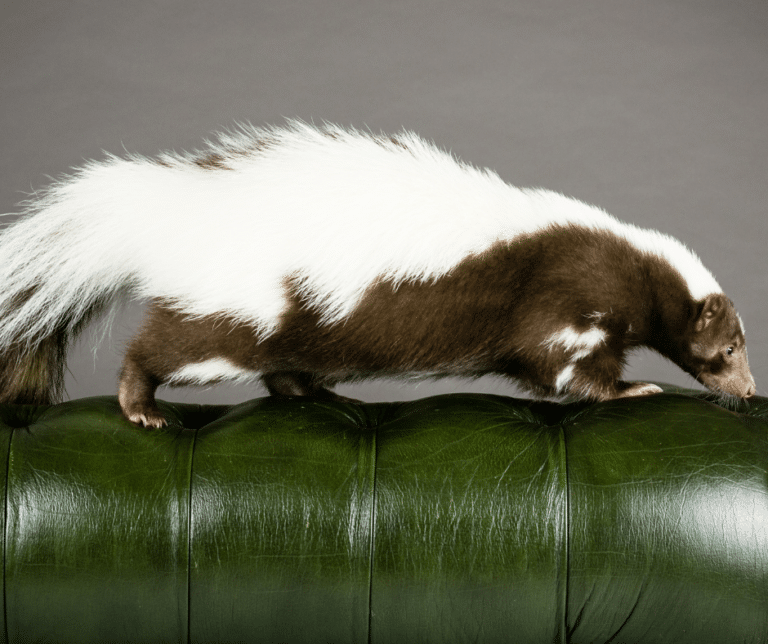 skunk pillow pet