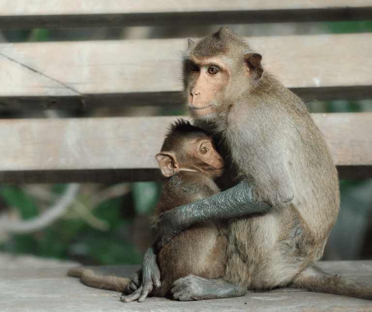 Why Monkeys Should Never be Pets