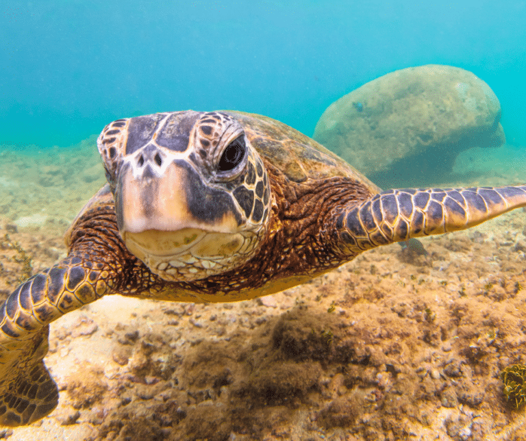 most-interesting-animals-that-live-in-hawaii