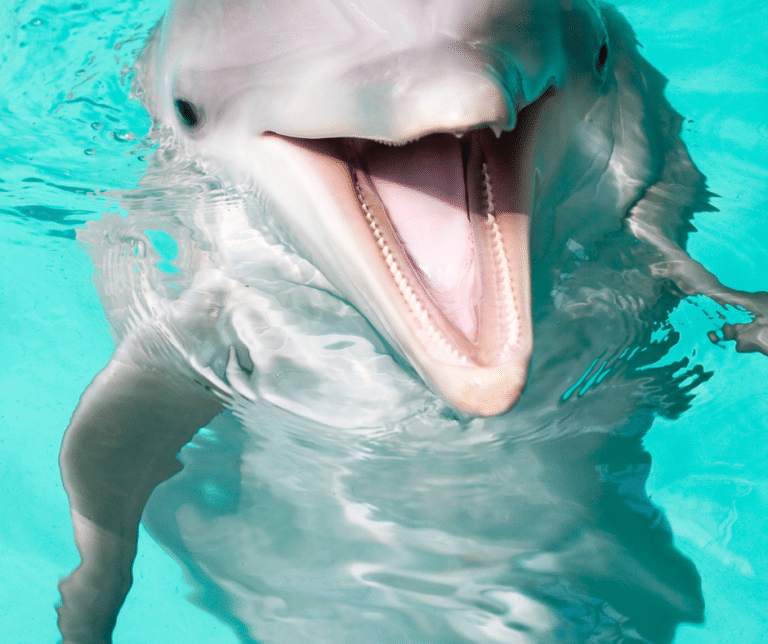 Why Are Dolphins So Popular with Humans