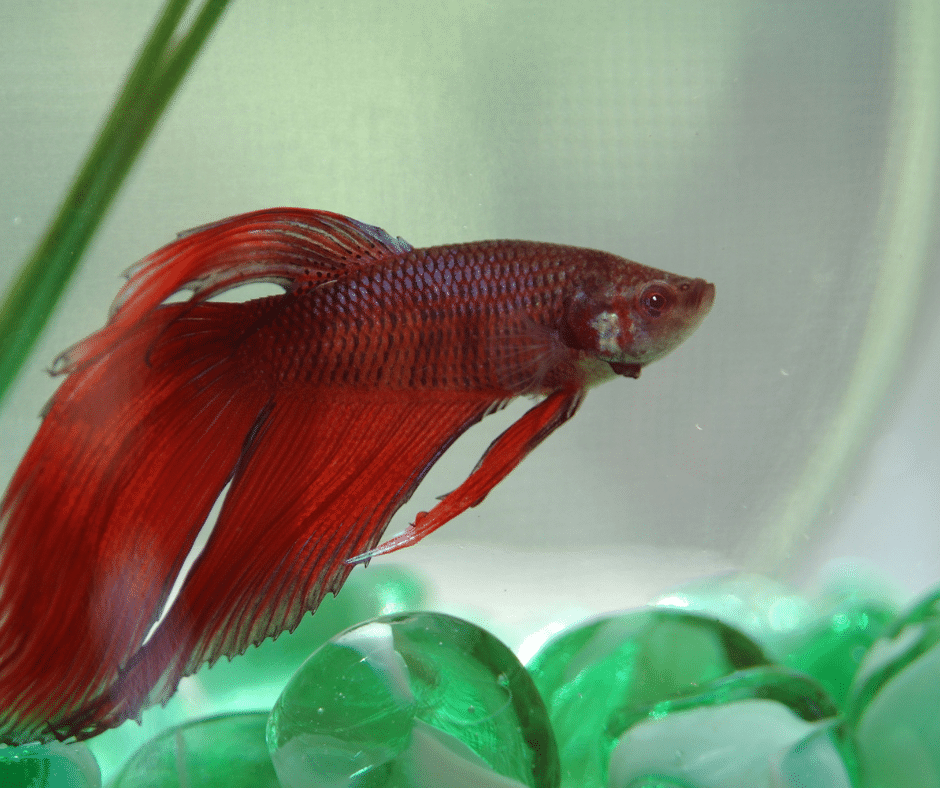 Facts About Beta Fish