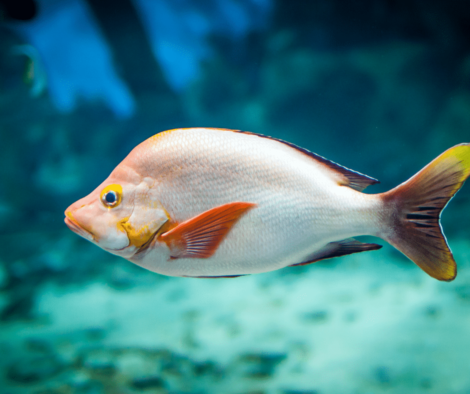 List 100+ Pictures Fish Swimming In An Aquarium Sharp