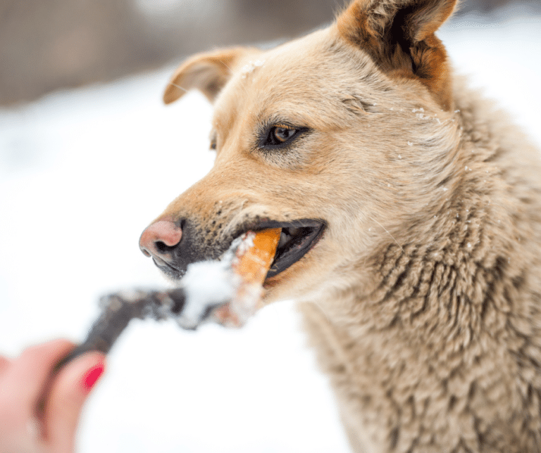 How to Keep Your Dog From Overeating