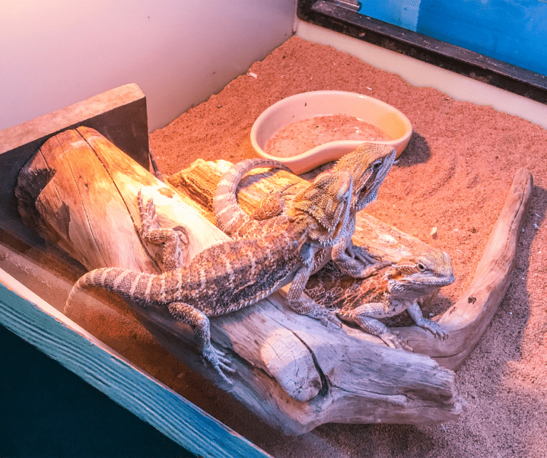 Tricks to Keep your Bearded Dragon Happy
