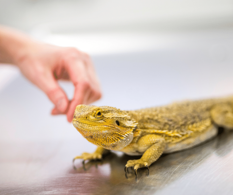Tricks to Keep your Bearded Dragon Happy