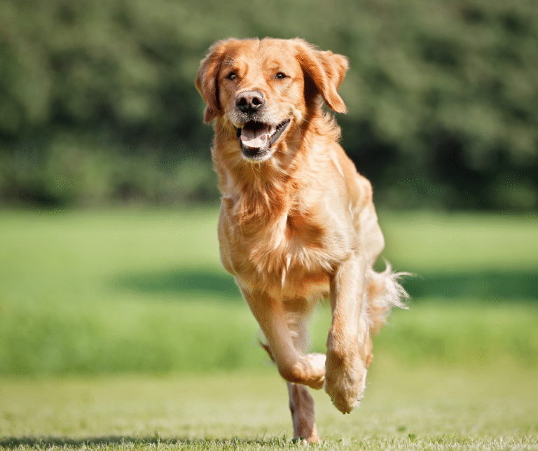Easiest Dog Breeds to Train