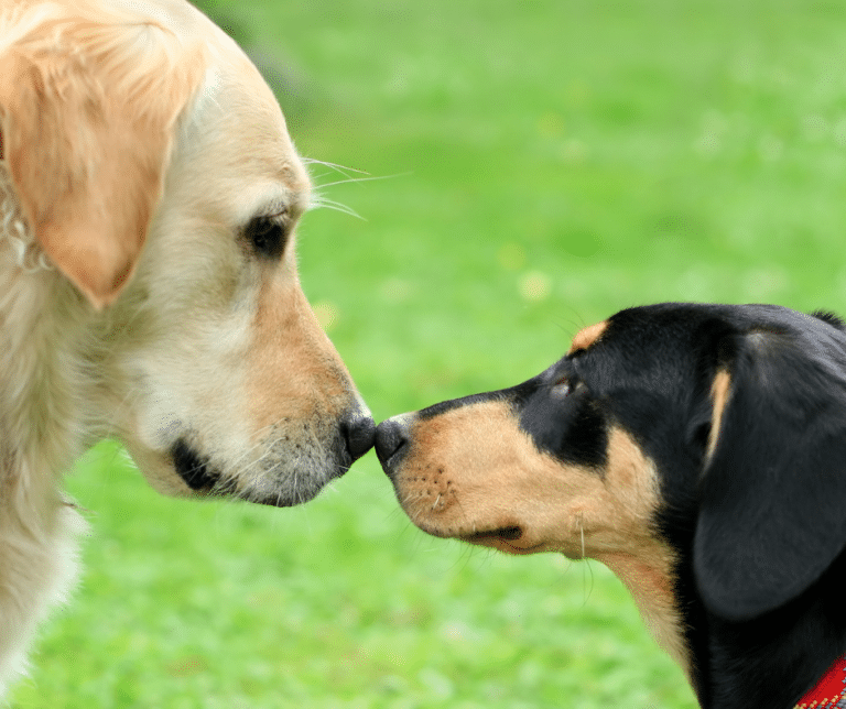 How to Properly Introduce Two Dogs