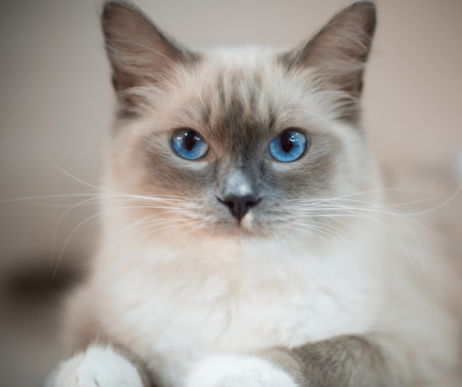 What Makes Some Animals Have Blue Eyes 1 