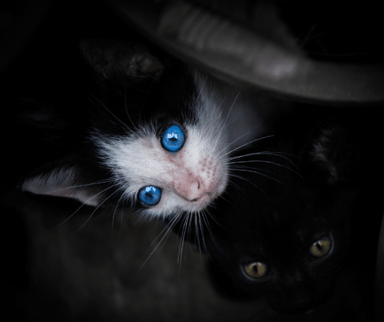 What Makes Some Animals Have Blue Eyes 2 768x644 