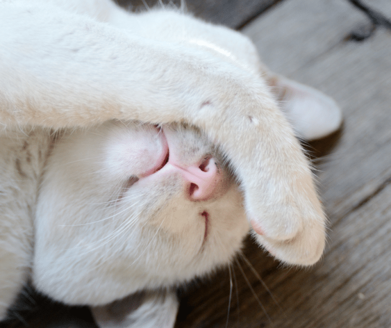 why-do-cats-cover-their-noses-when-they-sleep