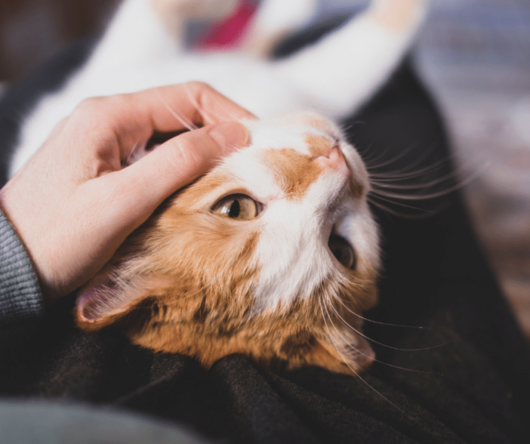 Why Do Cats Only Bond with One Person