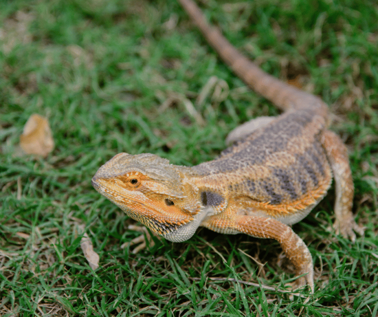Can You Teach a Bearded Dragon Tricks?
