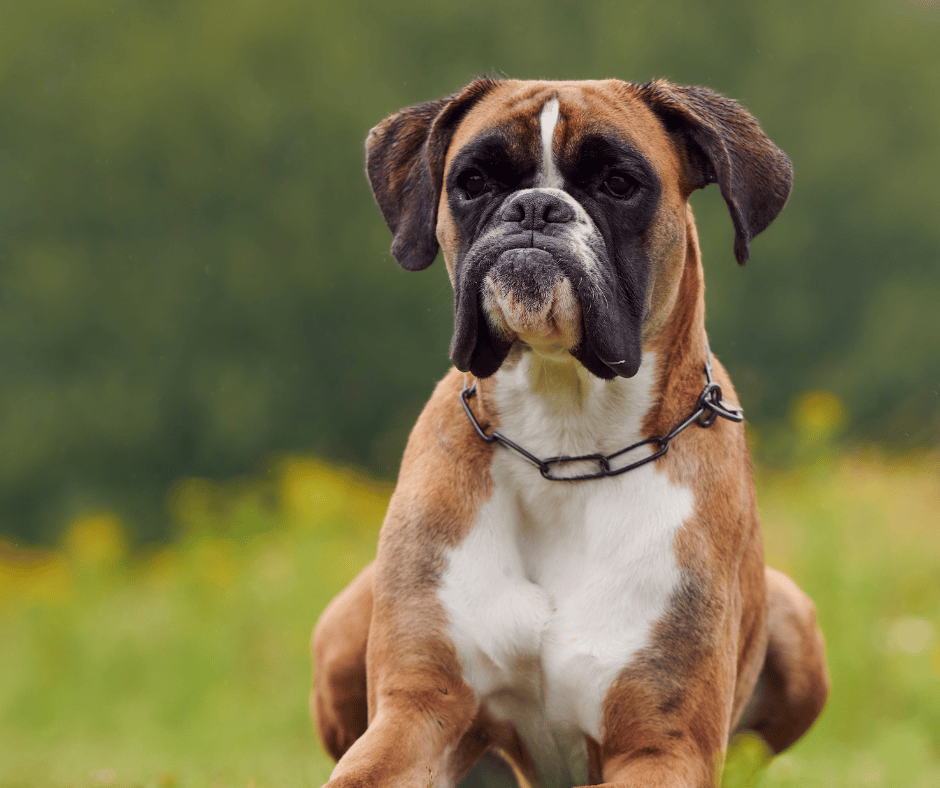 Curious Facts About The Boxer Breed