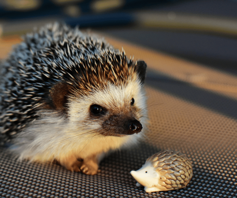 Facts About Pet Hedgehogs