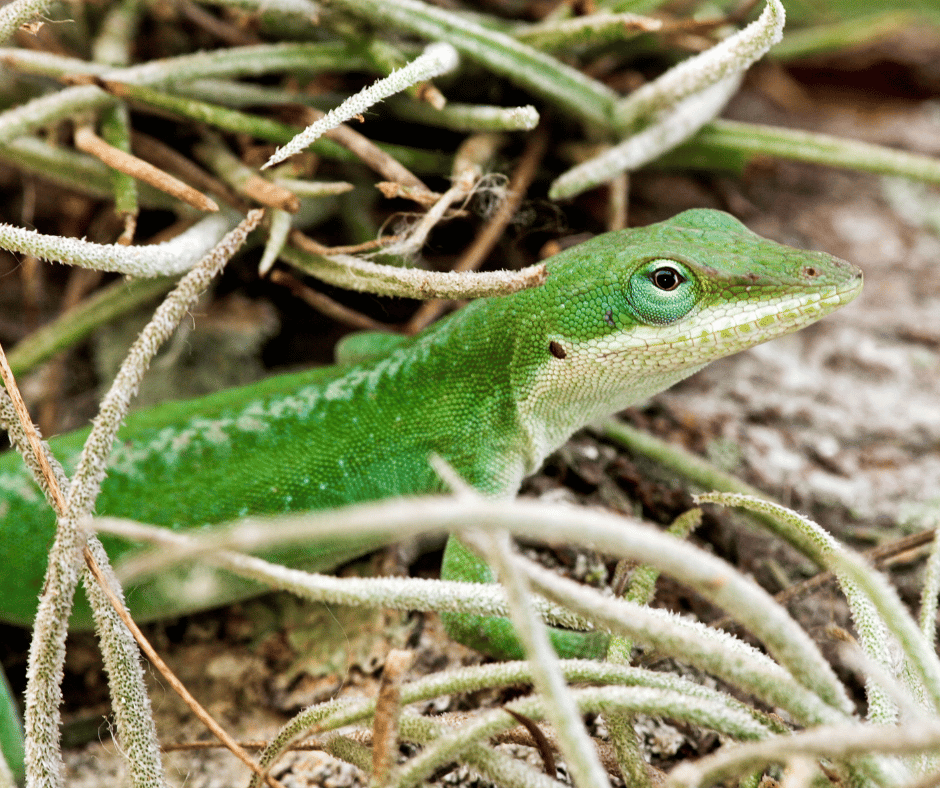 The Most Beautiful Lizards In The World