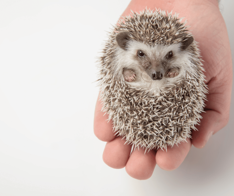 Tips to Handle Pet Hedgehogs