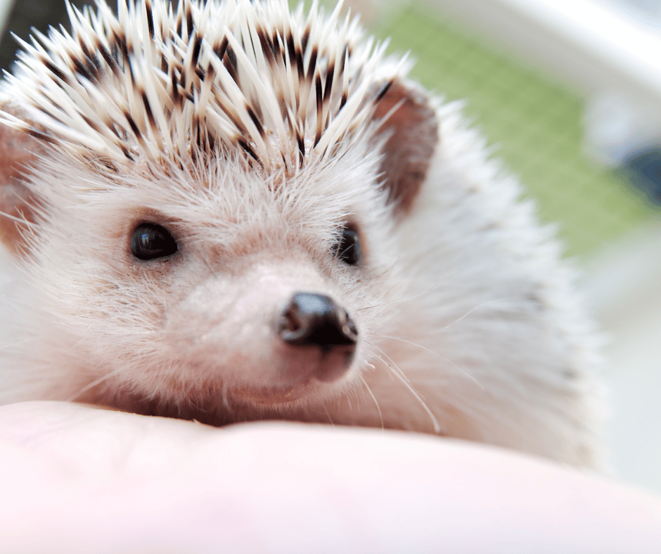 Tips to Handle Pet Hedgehogs