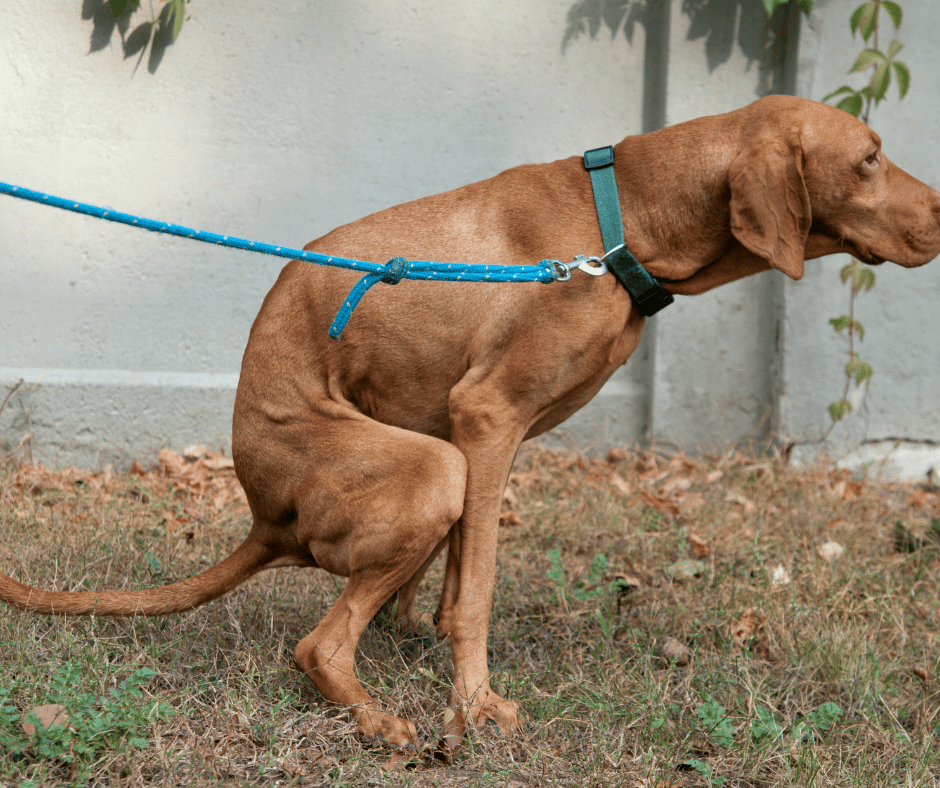 Why Do Dogs Eat Baby Wipes