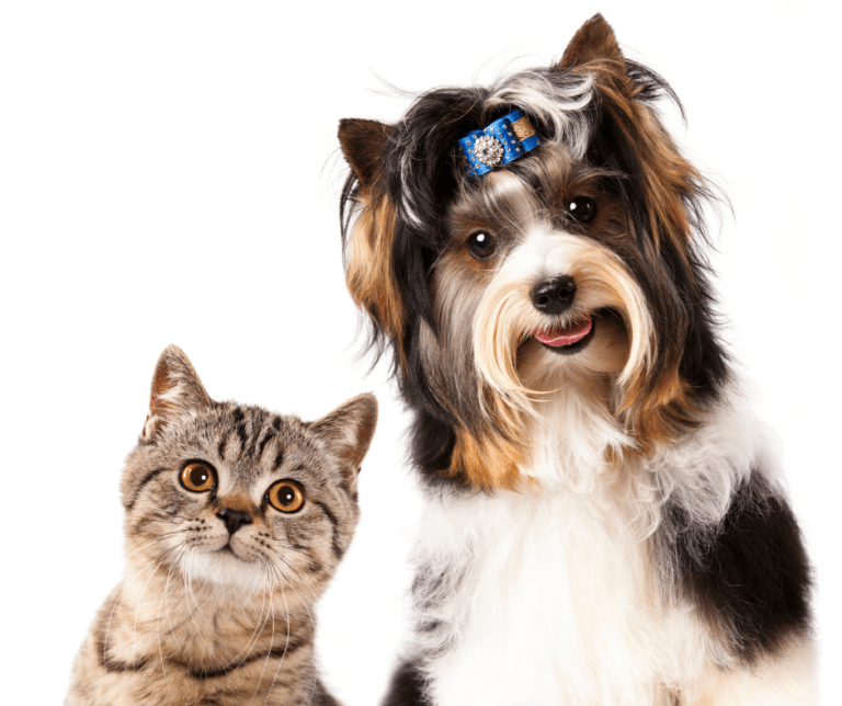 Tips and Tricks to Help Cats and Dogs Get Along