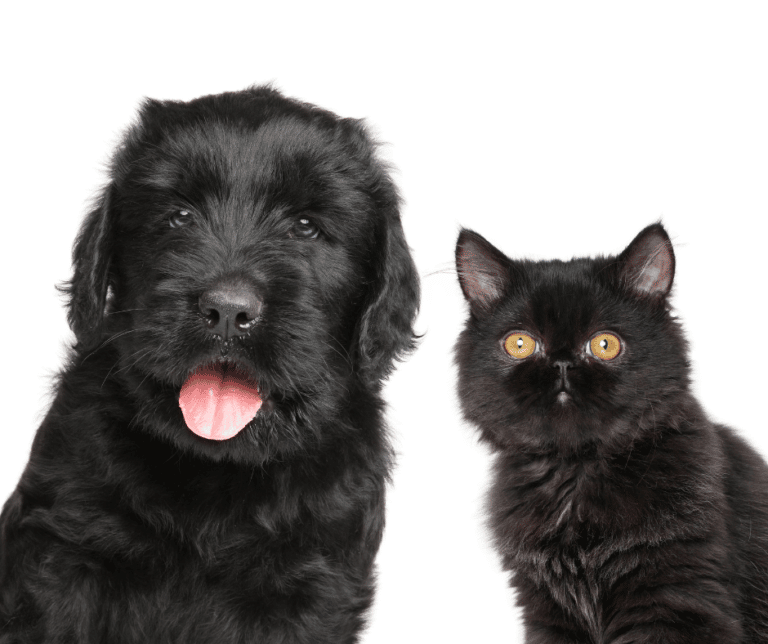 Tips and Tricks to Help Cats and Dogs Get Along