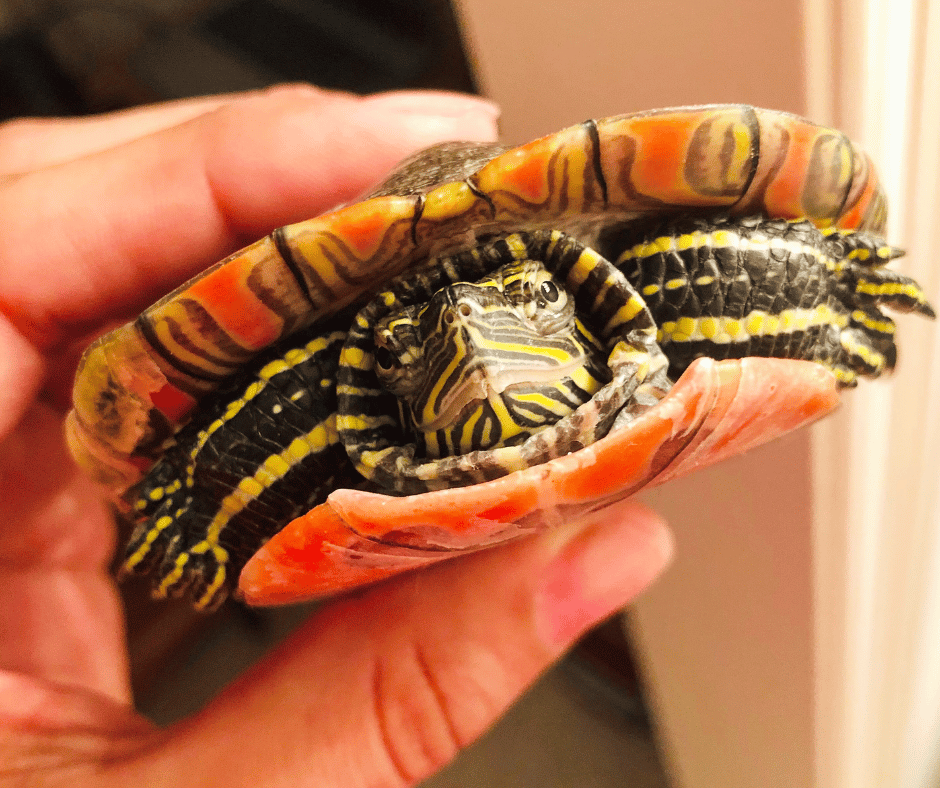 Top 10 Facts About Pet Turtles