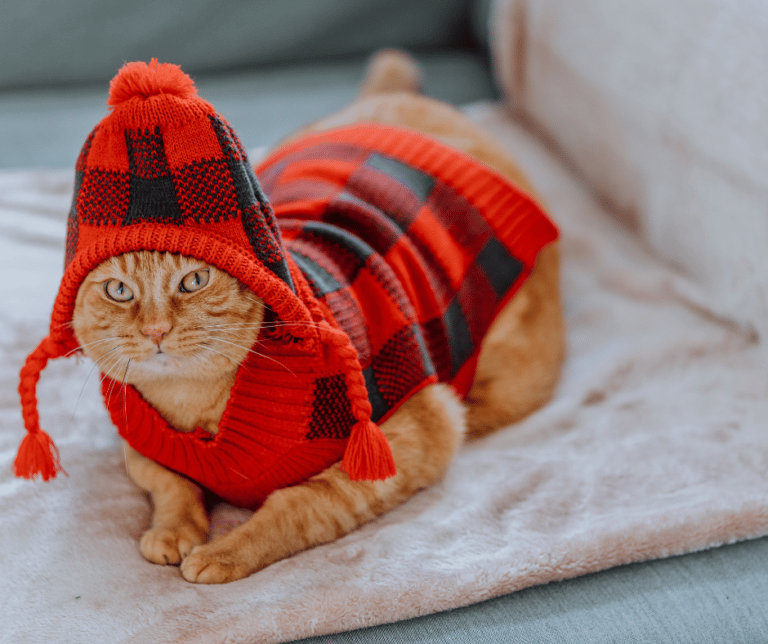 How did Cats Domesticated