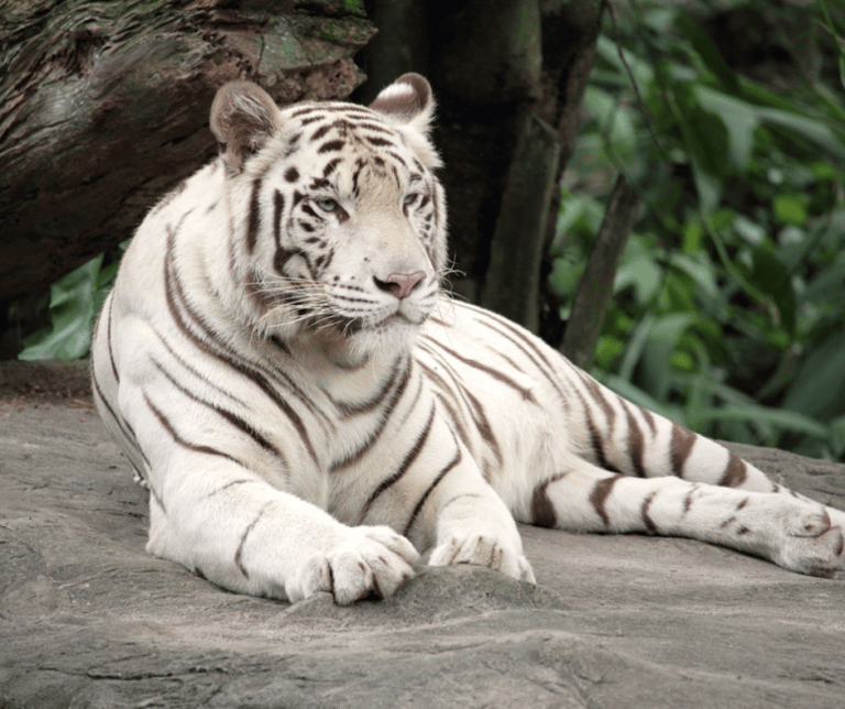 The Most Beautiful Wild Animals in the World