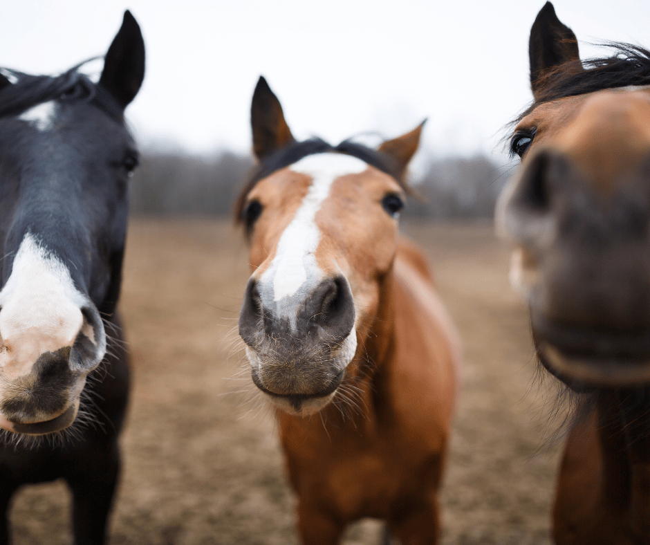 The Most Beautiful Wild Horses