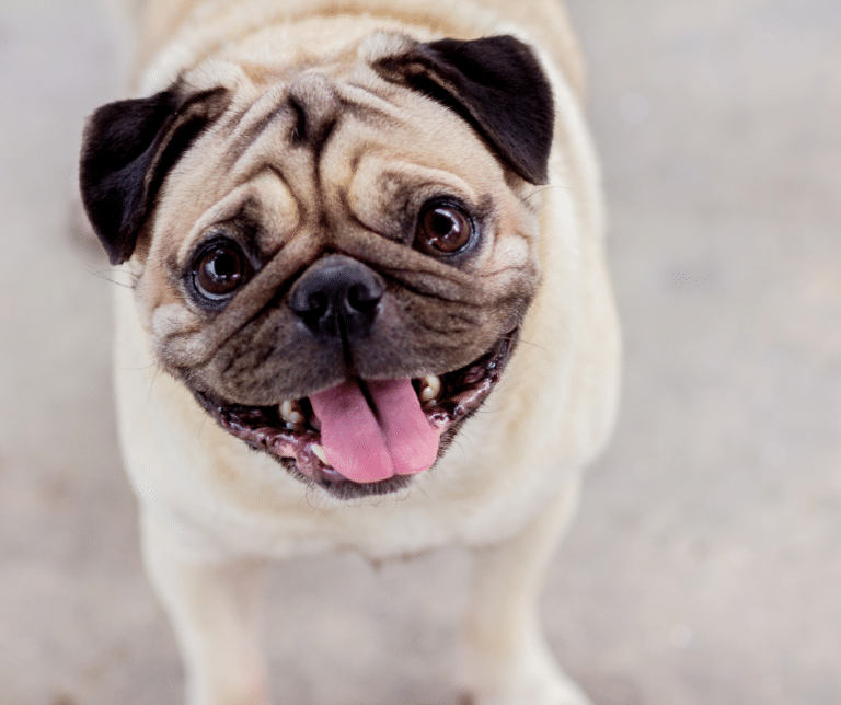 Do Dogs Smile