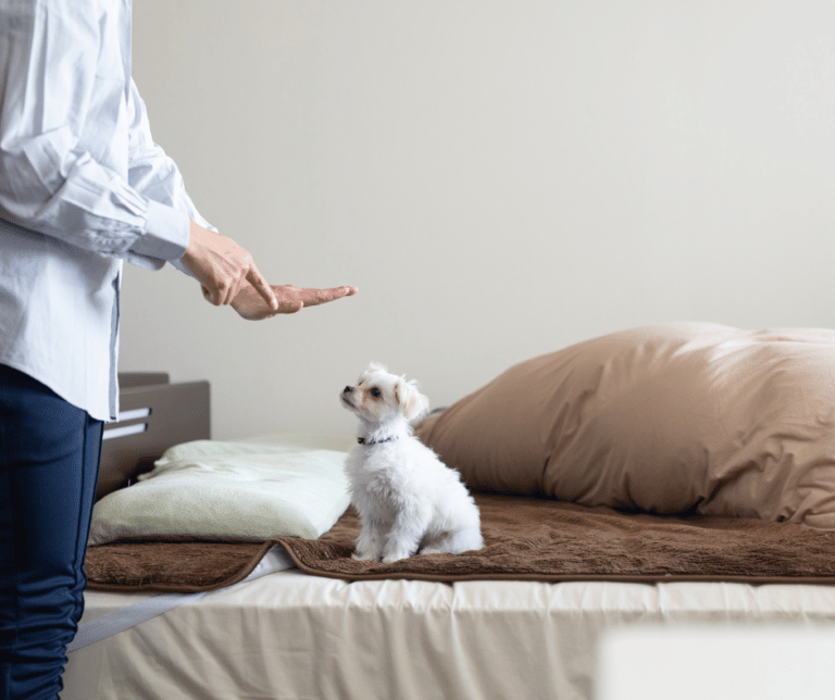 Training Tips How to House Break a Puppy