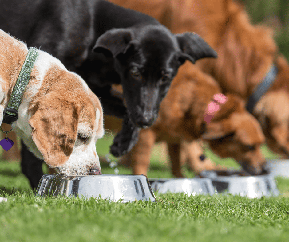 What Are A Dog S Nutritional Needs