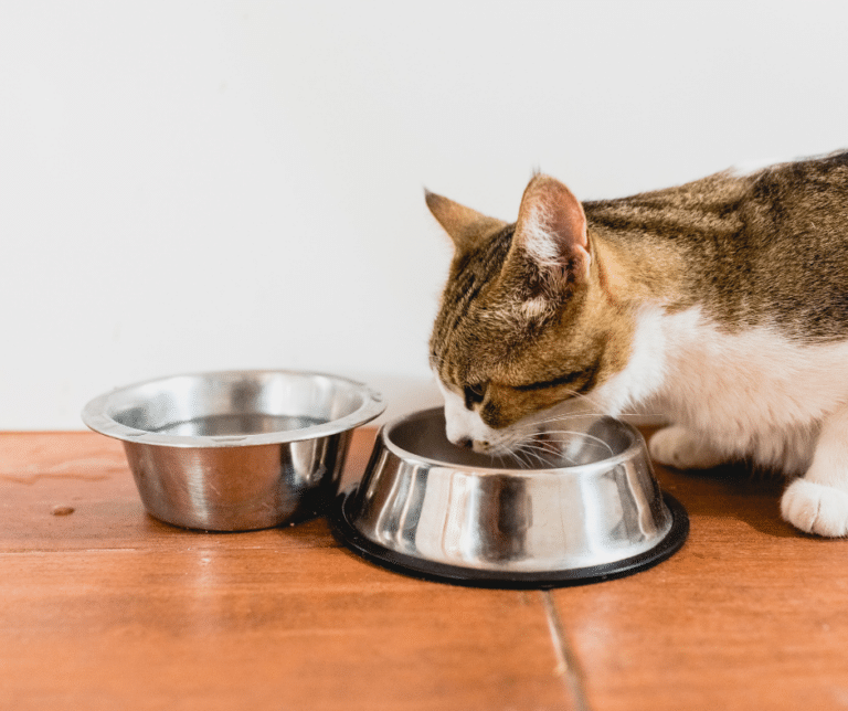 Pet Nutrition The Dos and Don’ts of Feeding Your Furry Friend for a