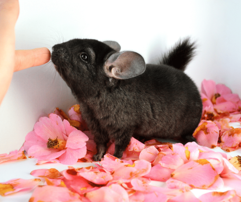 The Most Unusual Pets You Can Own A Guide to Exotic Animals as Companions